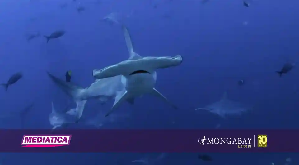 Día Internacional de los Tiburones: la carrera científica para salvarlos desde México hasta la Patagonia 
