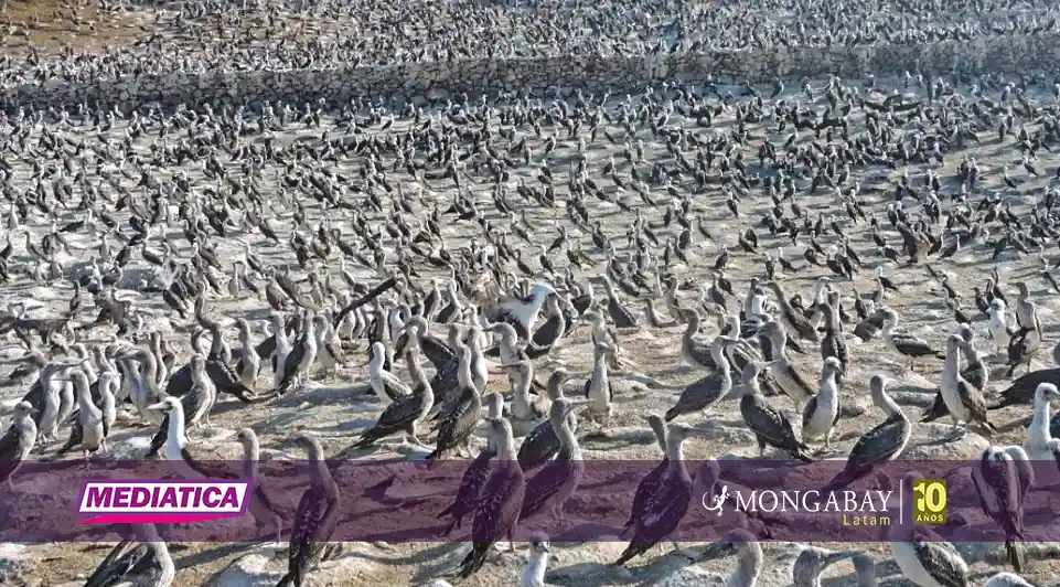 Investigan muerte de lobos marinos mientras El Niño agrava la crisis de aves por falta de alimento
