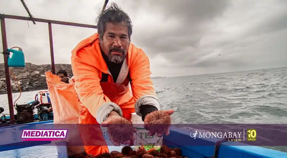 De la sobrepesca a la recuperación: el modelo de pescadores que rescató al erizo rojo en la costa sur de Perú